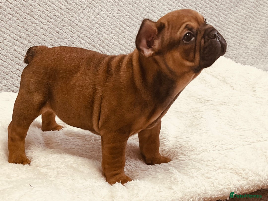 French Bulldog dogs for sale: Stunning boy 😍 - Advert 1
