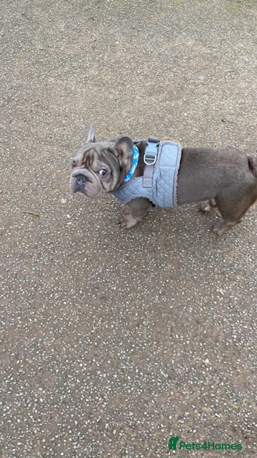 French Bulldog dogs for sale:  Loving French Bulldog  - Advert 2