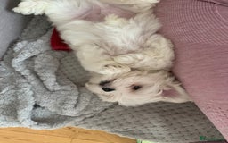 Maltese dogs for stud: Rocky Tiny Maltese for stud in Coventry - Image 7