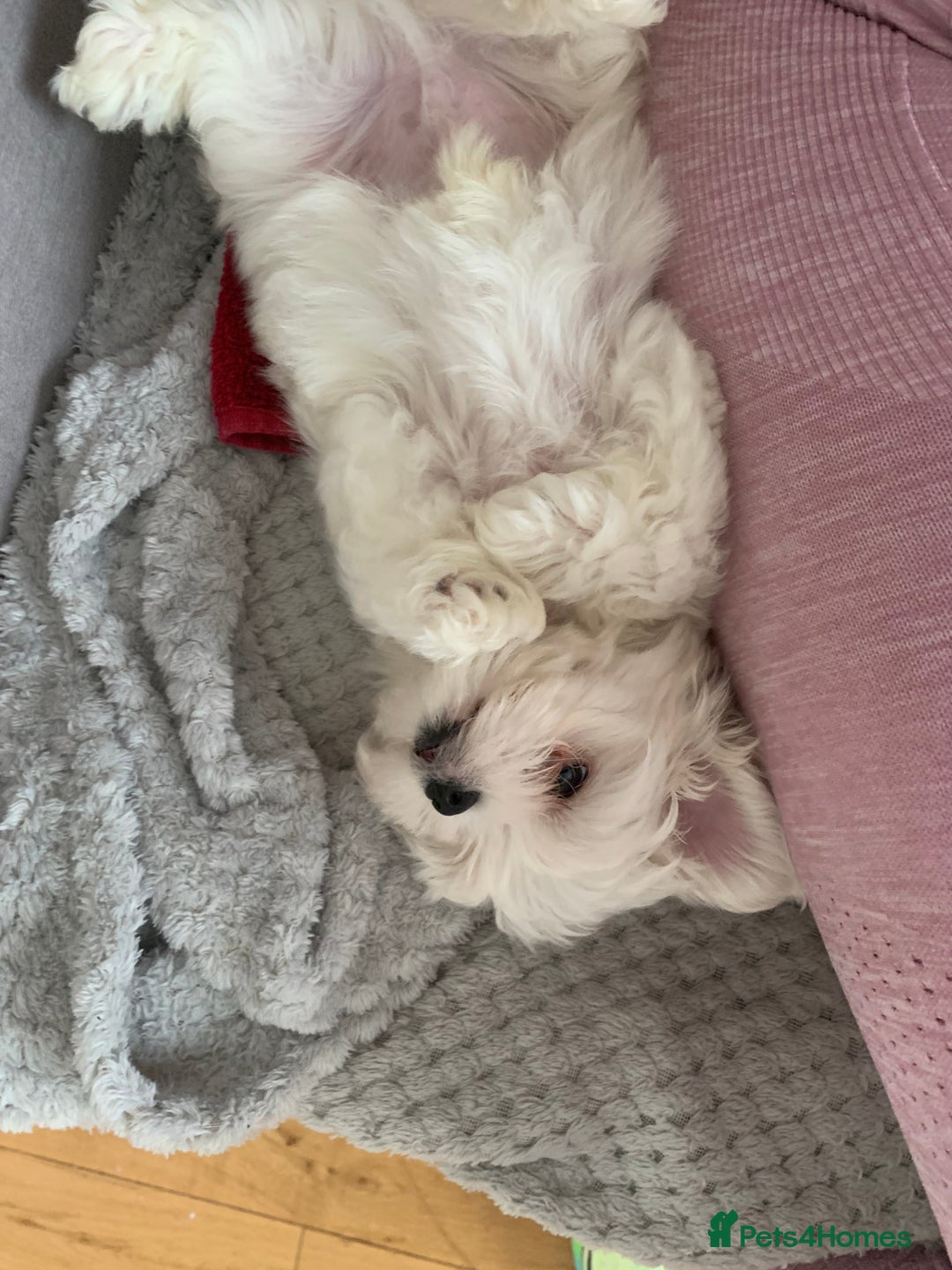 Maltese dogs for stud: Rocky Tiny Maltese for stud in Coventry - Image 7