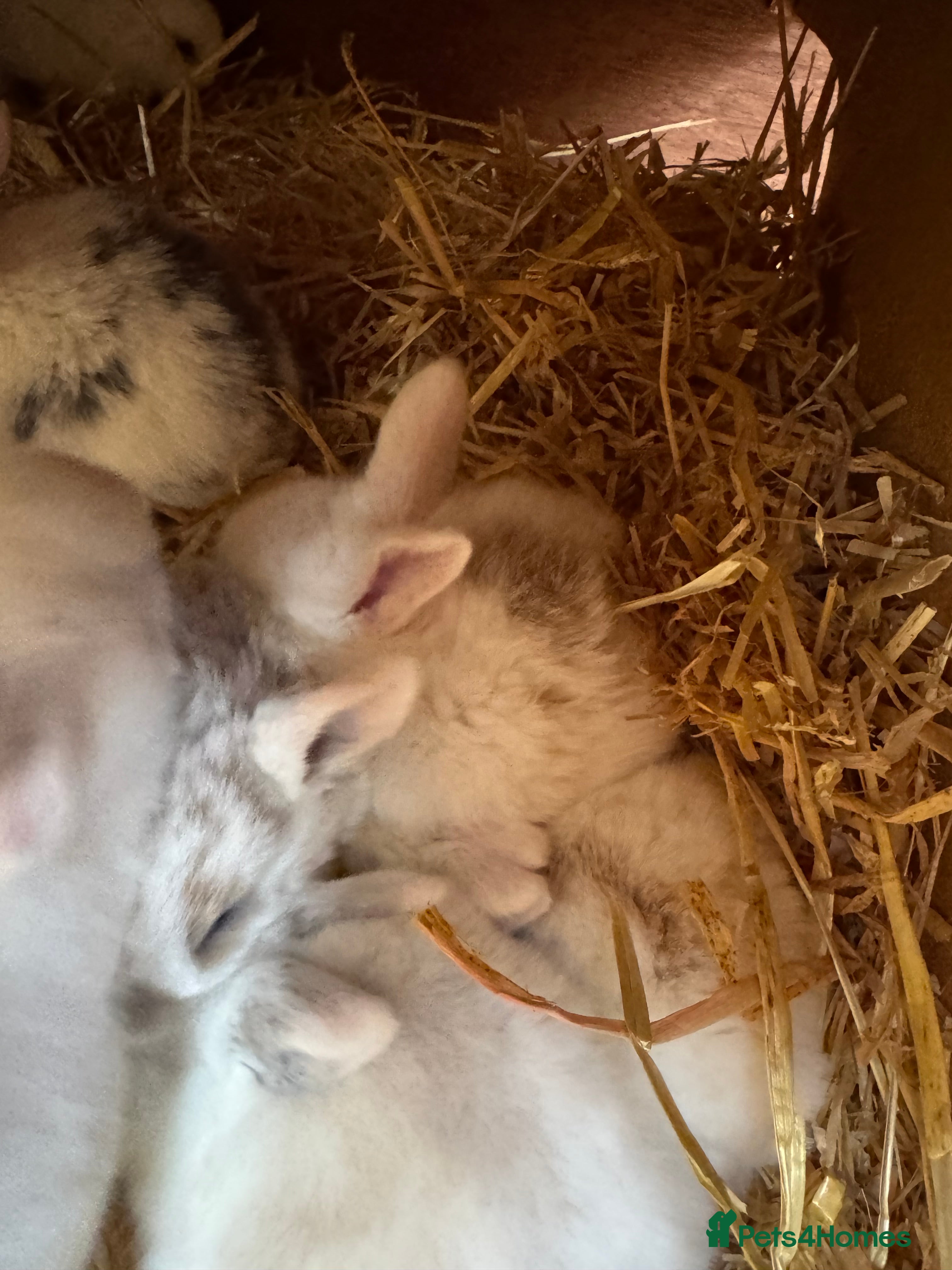 Mini Lop rabbits Mini pop baby rabbits - Advert 16