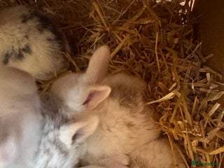 Mini Lop rabbits Mini pop baby rabbits - Advert 12