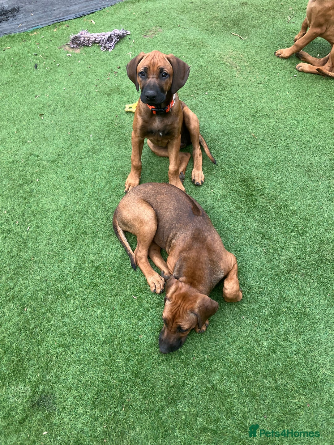 Rhodesian Ridgeback dogs for sale: Rhodesian ridgebacks for sale - Image 20