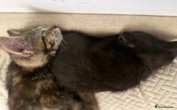 Mixed Breed cats for sale: Pretty little girls  - Image 12
