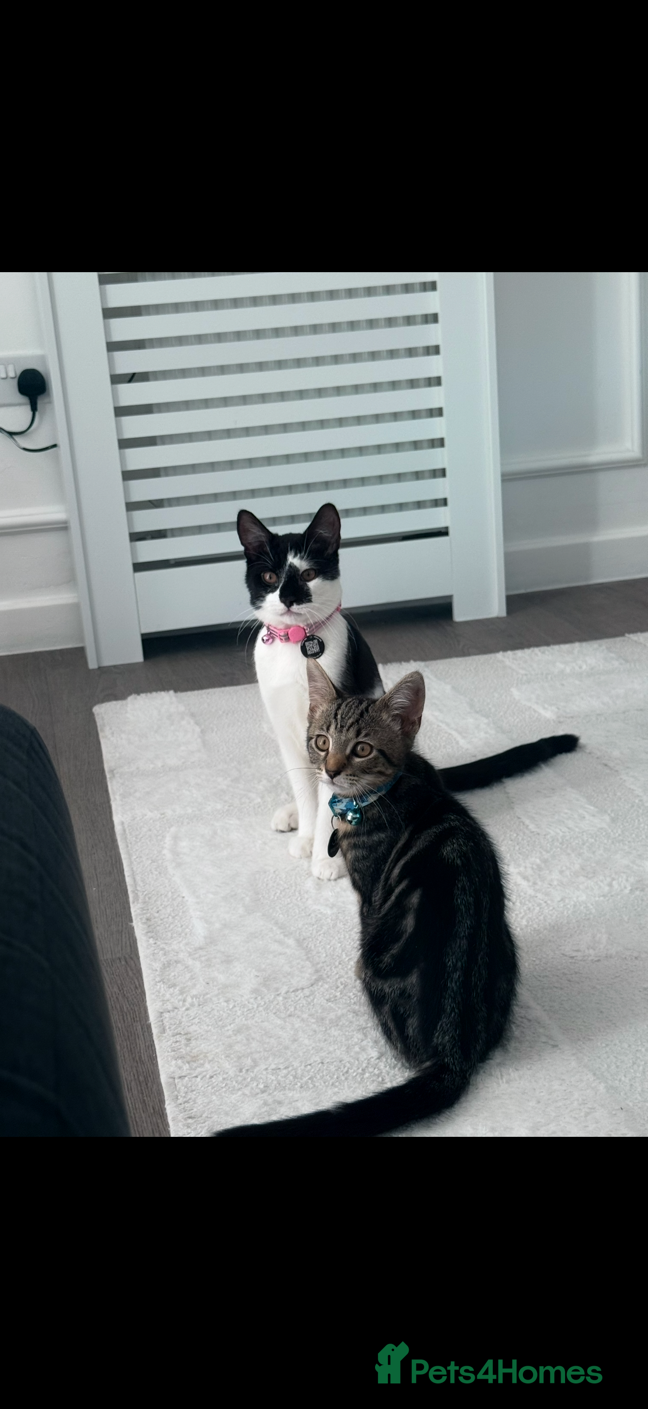 Mixed Breed cats Last black kitten left in the litter  - Advert 2