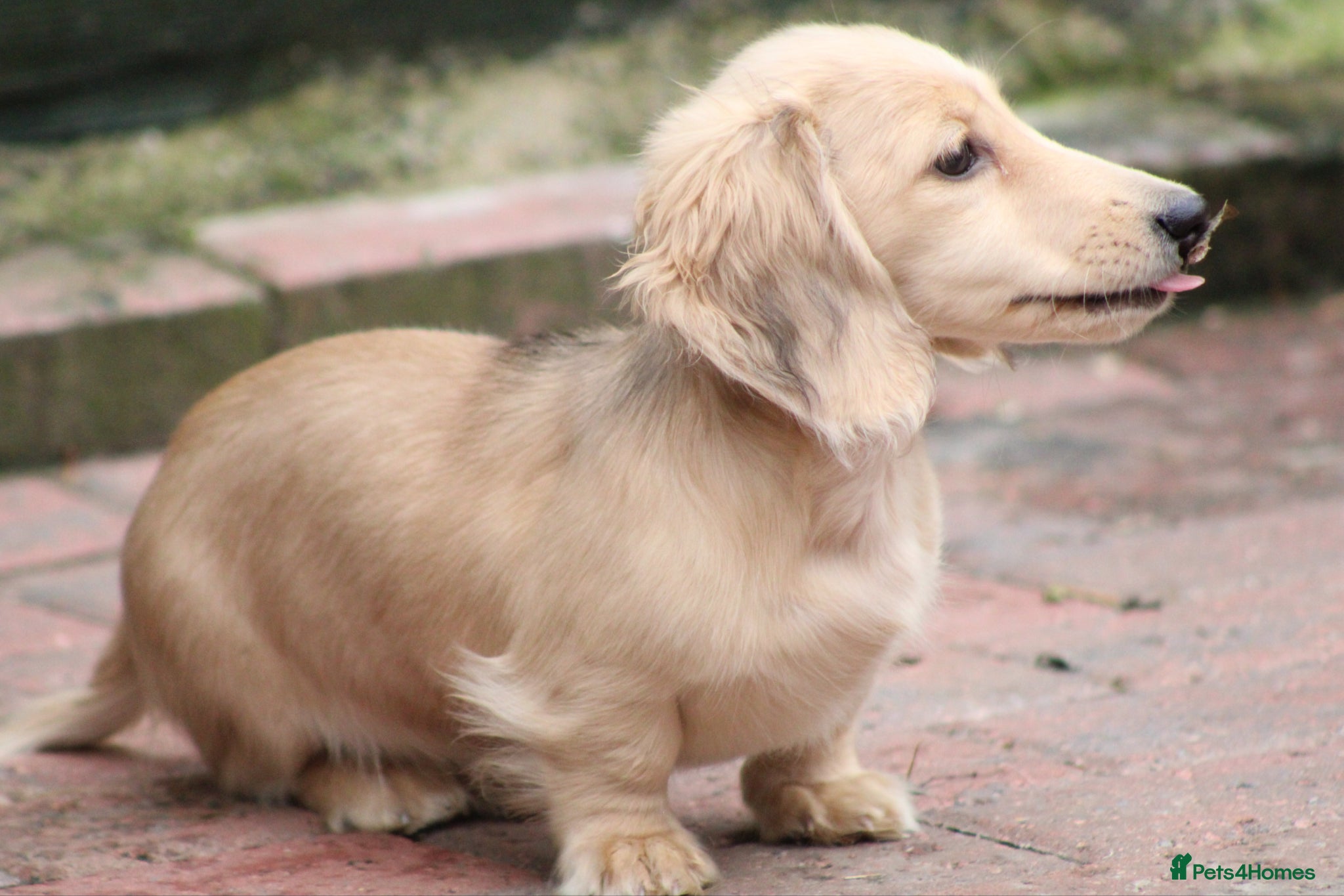Miniature Dachshund dogs for sale: Cream girl  - Advert 10