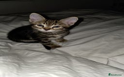 Bengal cats for sale: 2 Gorgeous Bengal x Short Hair kittens for sale - Image 3