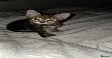 Bengal cats - Advert 14