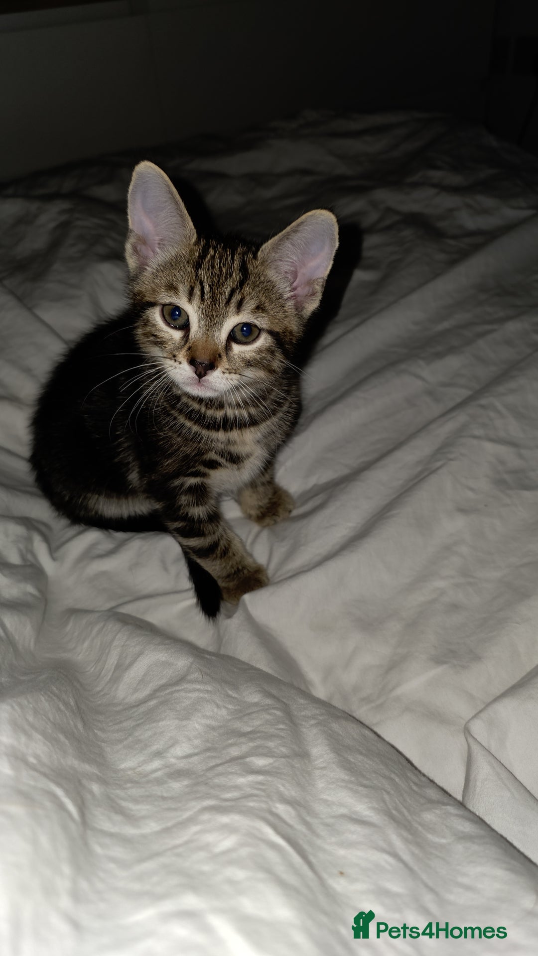 Bengal cats for sale: 2 Gorgeous Bengal x Short Hair kittens for sale - Image 3