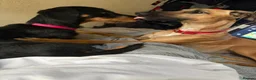 Dachshund dogs for sale: Beautiful female Dachshund  in Blyth - Advert 3