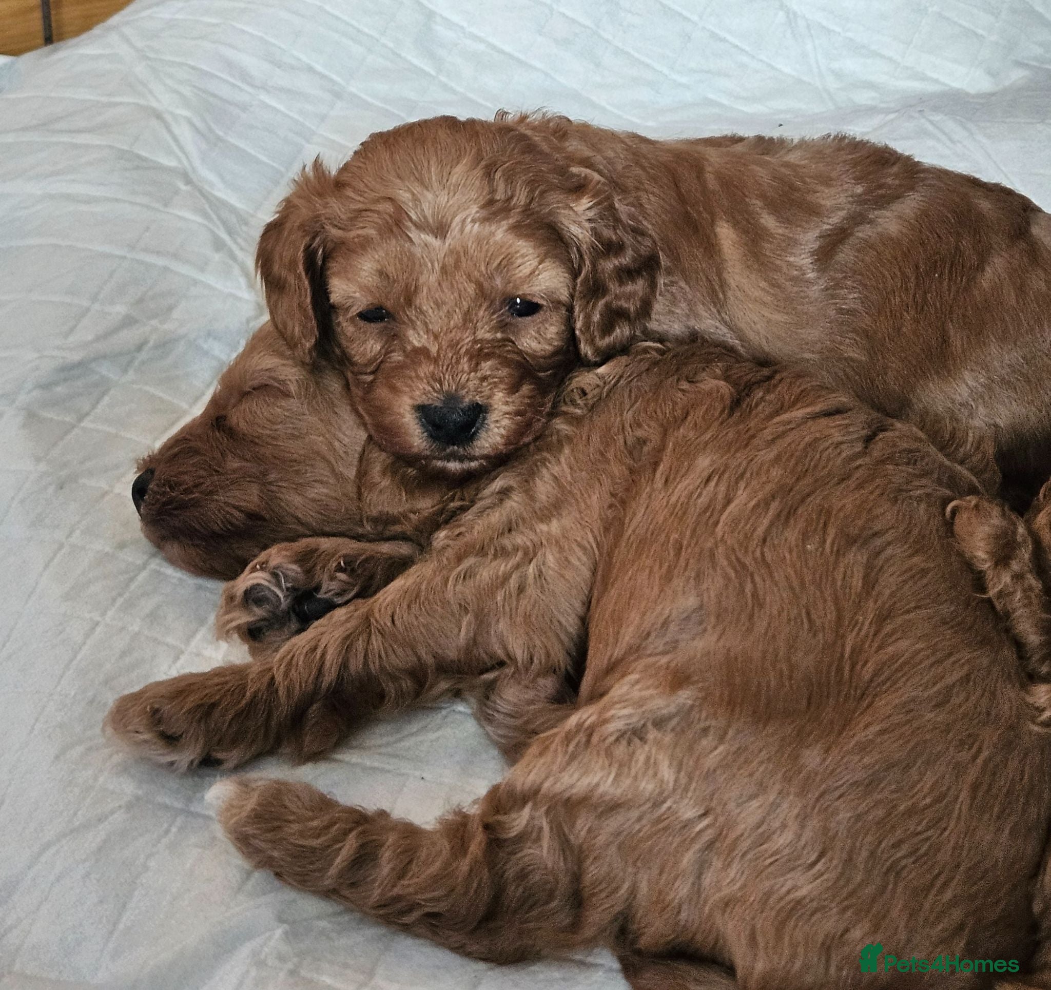 Cavapoo dogs Litter of 6 cavapoos - Advert 1