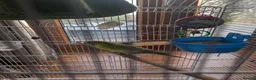 Budgerigars birds for sale: Female budgie  - Advert 1