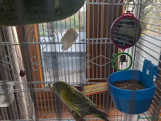 Budgerigars birds Female budgie - Advert 18