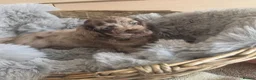 Cocker Spaniel dogs for sale: Rare coloured working type cocker spaniels! - Advert 12
