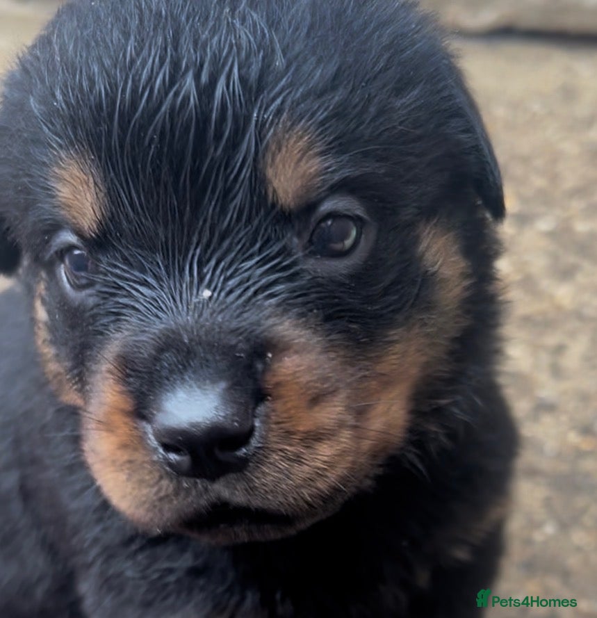 Rottweiler dogs Rottweilers kc reg fully hereditary tested - Advert 6