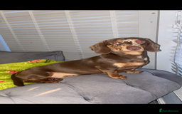 Dachshund dogs for sale: KC registered Tri choc dachshund puppy 1 year old  - Image 3