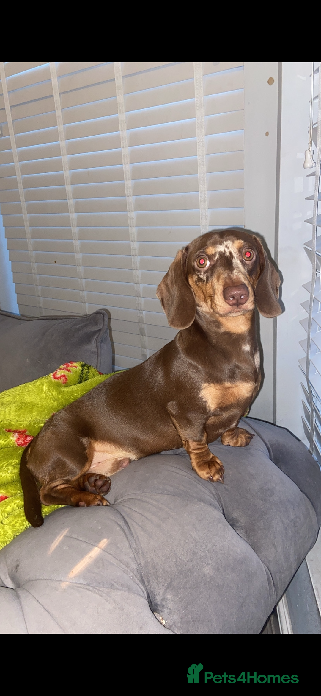 Dachshund dogs for sale: KC registered Tri choc dachshund puppy 1 year old  - Image 3