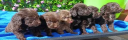Cockapoo dogs for sale: F1 COCKERPOOS HEALTH TESTED PARENTS  - Advert 5