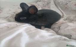 Netherland Dwarf rabbits for sale: Coco- Purebred Netherland dwarf rabbit - Image 5