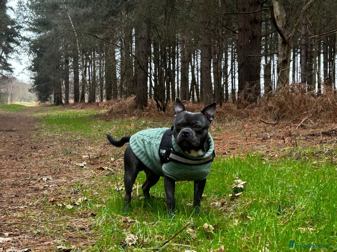 Mixed Breed dogs for stud: Blue, staff x frenchie - Advert 2