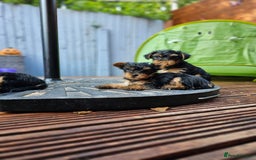 Yorkshire Terrier dogs for sale: Cute  Yorkshire terriers  - Image 5