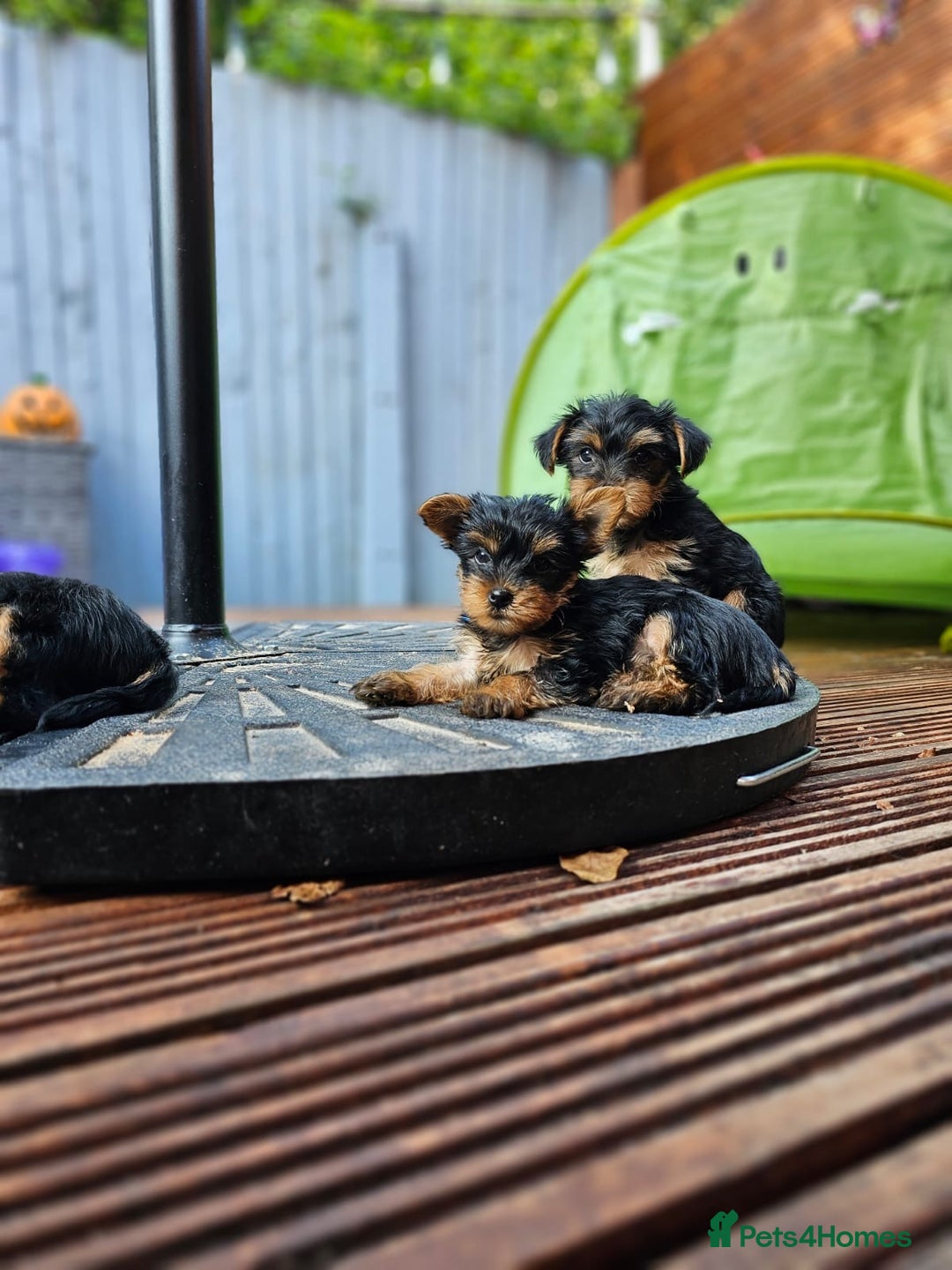 Yorkshire Terrier dogs for sale: Cute  Yorkshire terriers  - Image 5