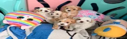 Maltipoo dogs for stud: Beautiful Maltipoo Stud 🐶 - Advert 8