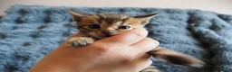 Bengal cats for sale: Silver, Snow Lynx & Brown Rosette Bengals - Advert 34
