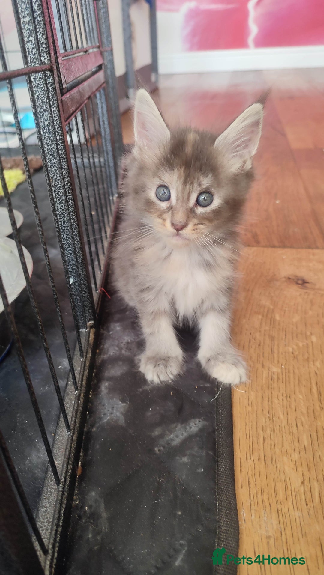 Maine Coon cats for sale: Fully health tested and Tica registered  in Great Missenden - Image 31
