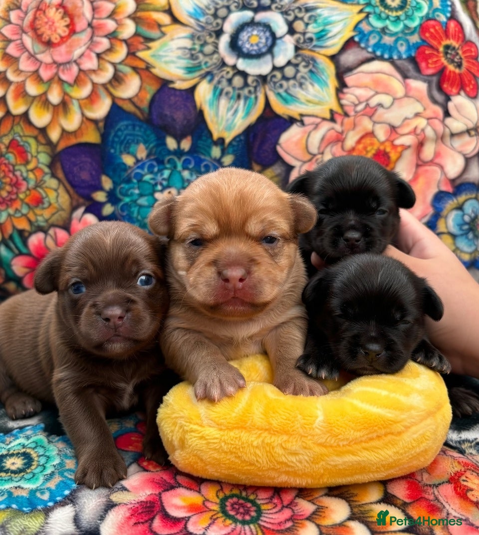 Chihuahua dogs Baby Chihuahuas - expression of interest - Advert 4