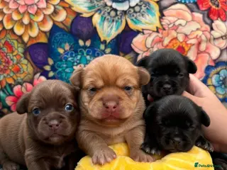 Chihuahua dogs Baby Chihuahuas - expression of interest - Advert 4