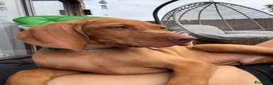 Hungarian Vizsla 3
