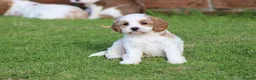 Cavachon dogs for sale: Beautiful Cavachon puppies for sale - Advert 3