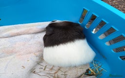 Guinea Pig rodents for sale: Swiss baby guinea-pigs  - Image 5