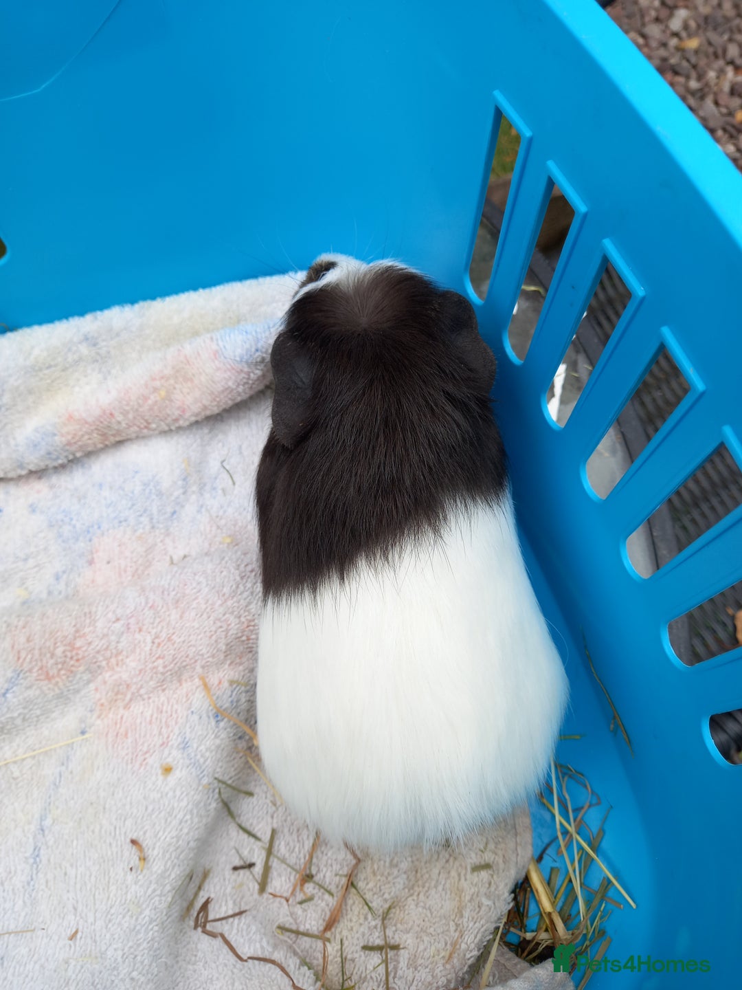Guinea Pig rodents for sale: Swiss baby guinea-pigs  - Image 5