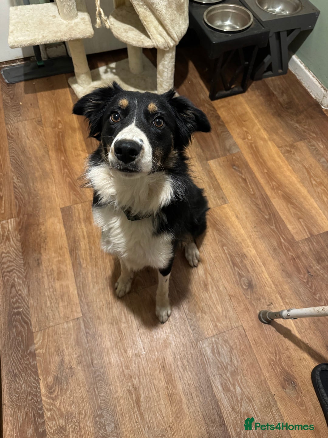 Border Collie dogs for sale: Maggie-Mae - Image 1
