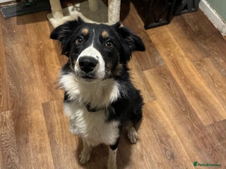 Border Collie dogs Maggie-Mae - Advert 6