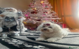 Maltese dogs for sale: Bichonul Maltese - Image 7