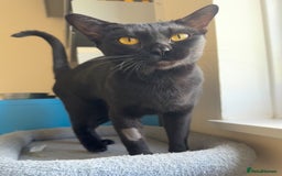 Bombay cats for sale: Affectionate beautiful GCCF reg Bombay femaie - Image 3