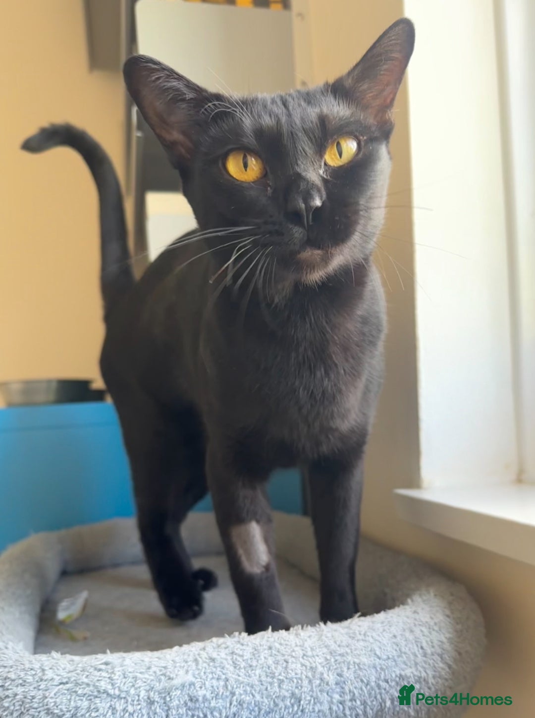 Bombay cats for sale: Affectionate beautiful GCCF reg Bombay femaie - Image 3