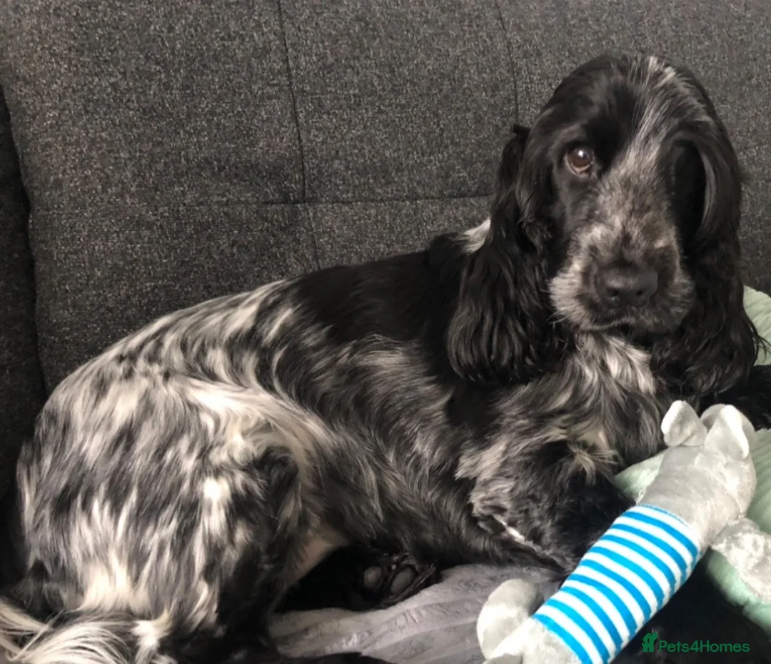 Cocker Spaniel dogs for sale: Show cocker spaniels due July 22nd - Advert 3