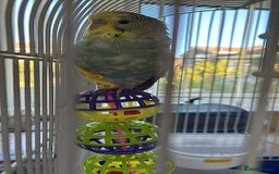 Budgerigars birds for sale: 10 week female budgie - Image 1