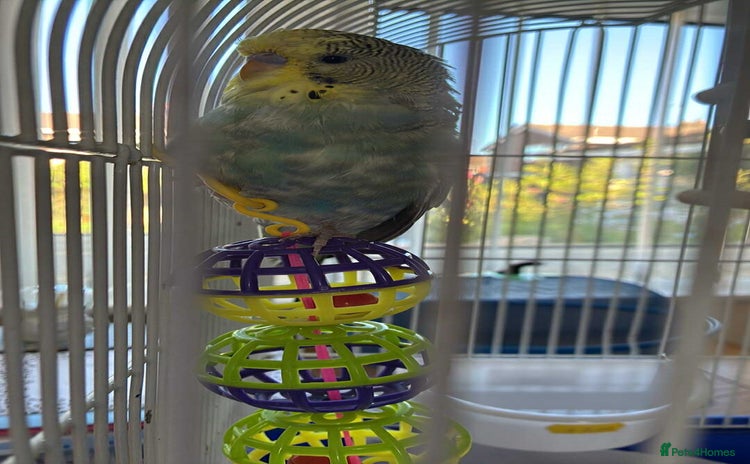 Budgerigars birds - Advert 7