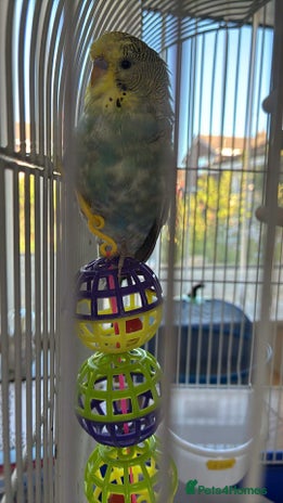 Budgerigars birds - Advert 16