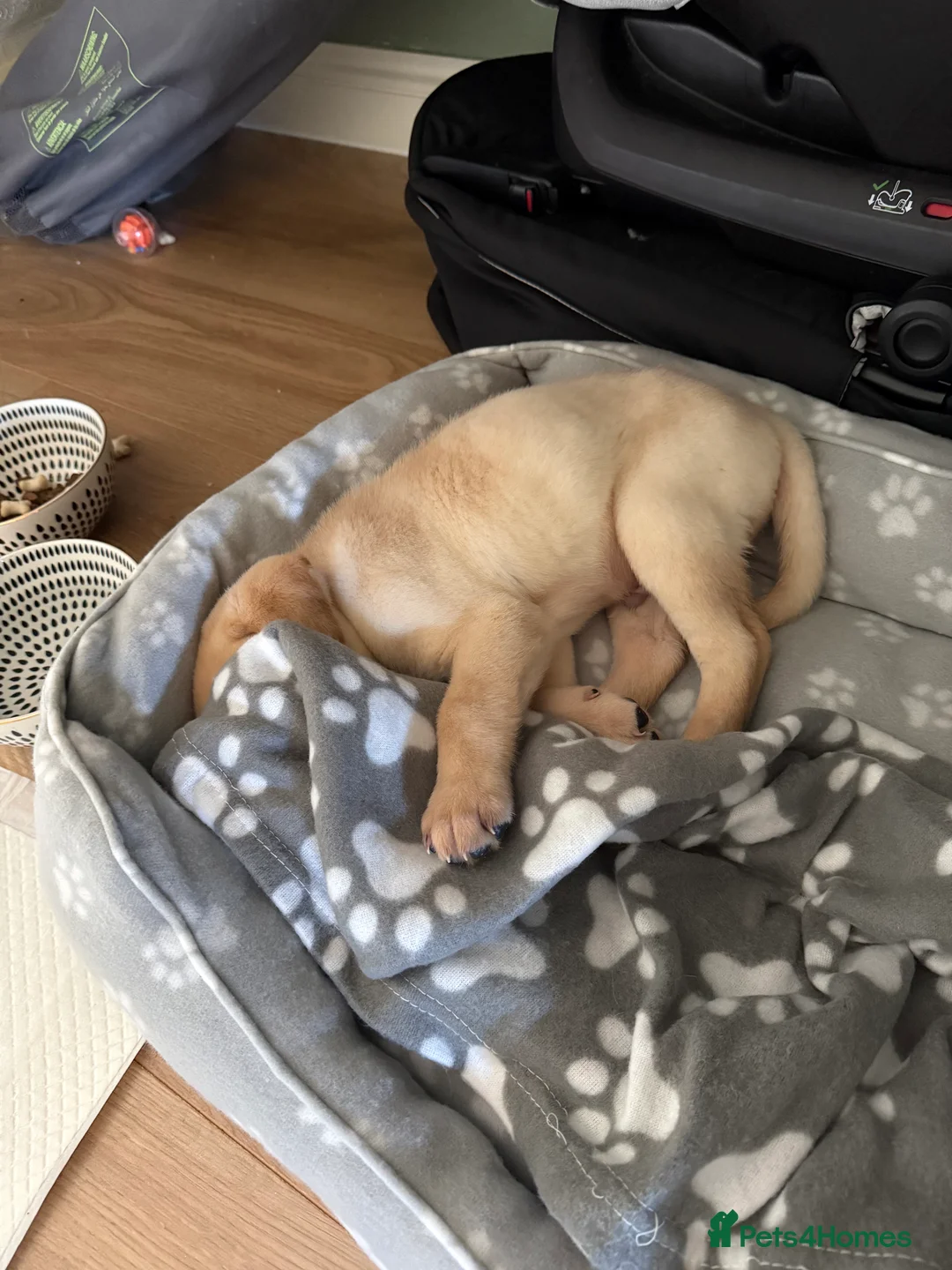 Labrador Retriever dogs for sale: Rehome Beautiful Labrador puppy - Advert 2