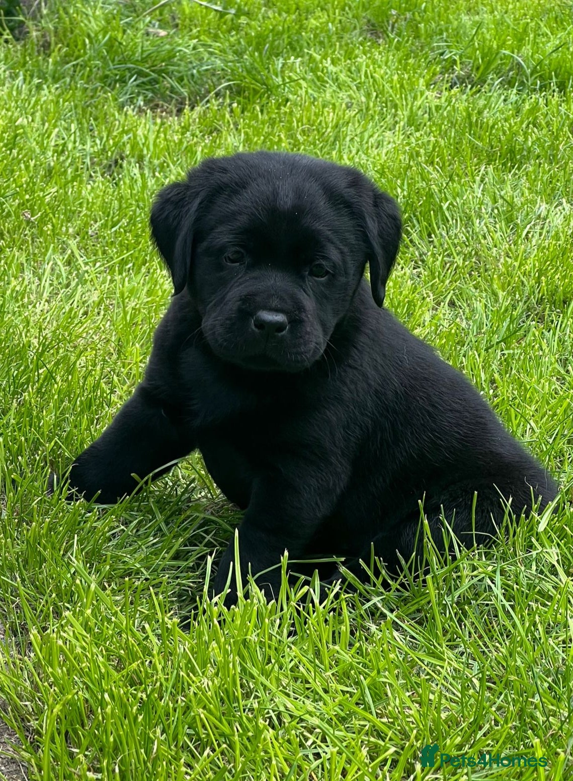 Labrador Retriever dogs Premium Labrador Puppies  - Advert 17