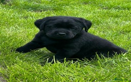 Labrador Retriever dogs for sale: Premium Labrador Puppies  - Image 1