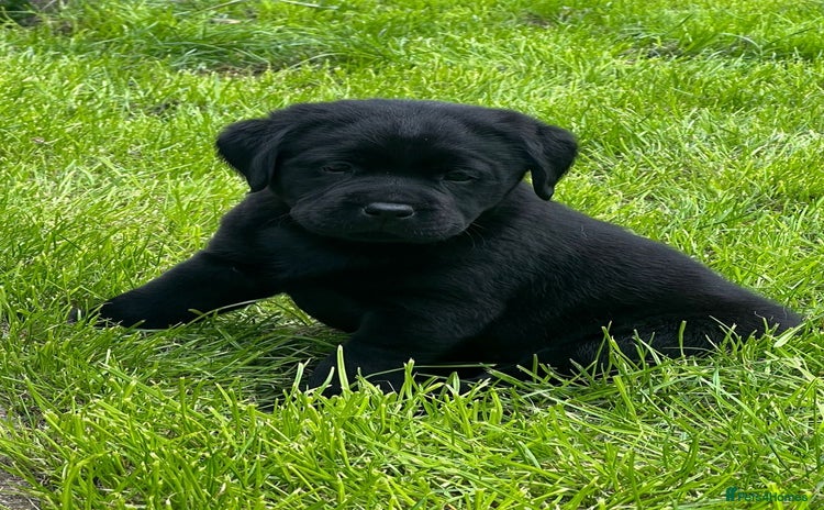 Labrador Retriever dogs - Advert 10