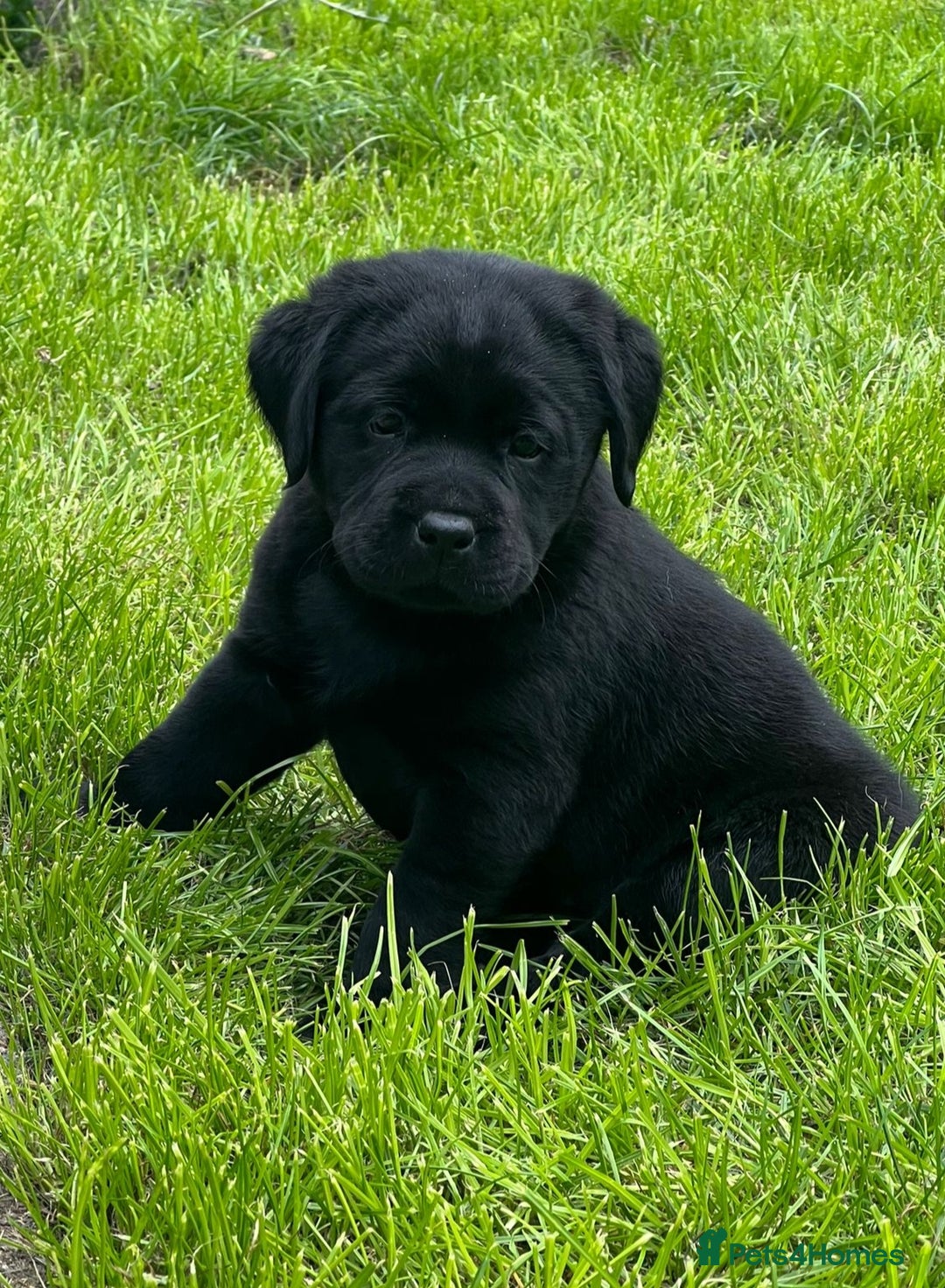 Labrador Retriever dogs for sale: Premium Labrador Puppies  - Image 1