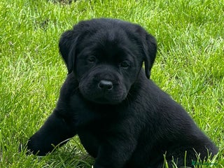 Labrador Retriever dogs - Advert 3